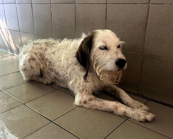 BIANCO GENTILE SPINONE Foto 5